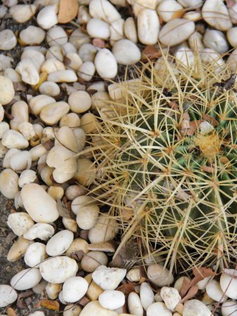 a photography of a cactus plant with long needles on a bed of rocks.