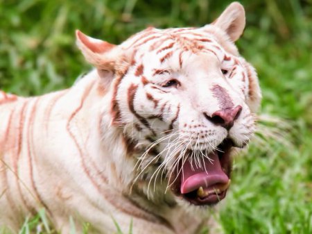 a photography of a white tiger yawns in the grass.