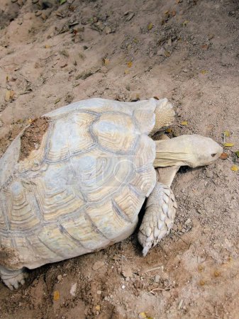 eine Fotografie einer Schildkröte, die auf dem Boden im Dreck liegt.