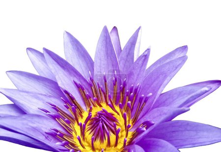 a photography of a purple flower with yellow center on a white background.