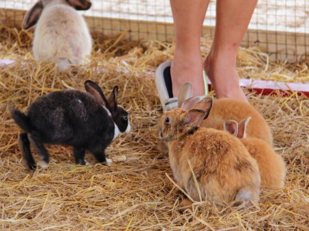 a photography of a woman standing over a group of rabbits.