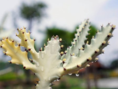 eine Fotografie einer Kakteenpflanze mit vielen winzigen stacheligen Blättern.