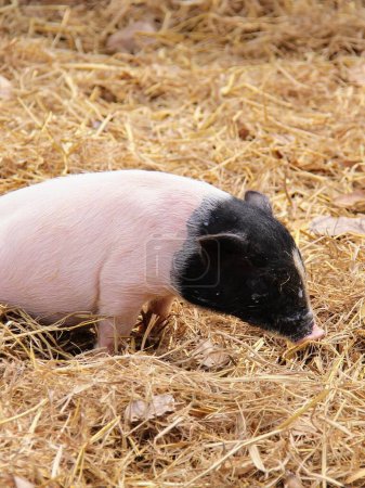 eine Fotografie eines Schweins liegt im Heu und isst.