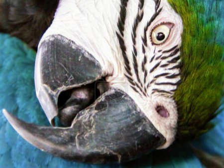 une photographie d'un gros plan du visage d'un perroquet avec un fond bleu.