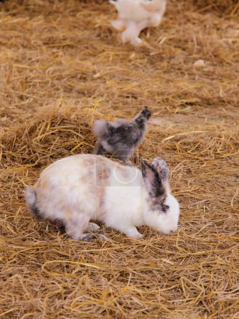 a photography of a rabbit and a chicken in a hay field.