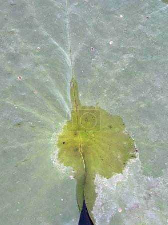 a photography of a leaf with a blue flower in the middle.