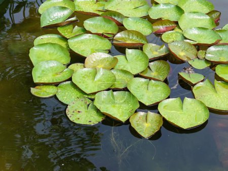 Foto de Una fotografía de un estanque con una gran cantidad de nenúfares y una rana. - Imagen libre de derechos