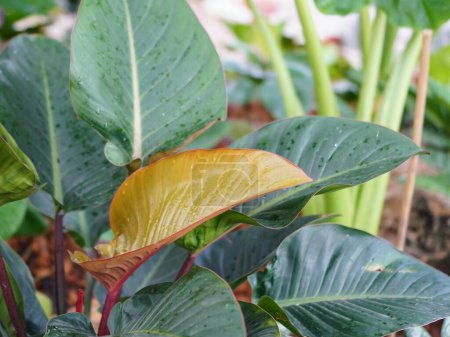 a photography of a plant with green leaves and a yellow leaf.