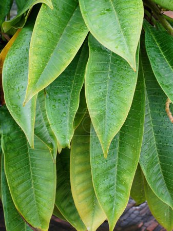 una fotografía de un primer plano de una planta con hojas verdes.