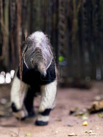 a photography of a small anteater walking around in a forest.