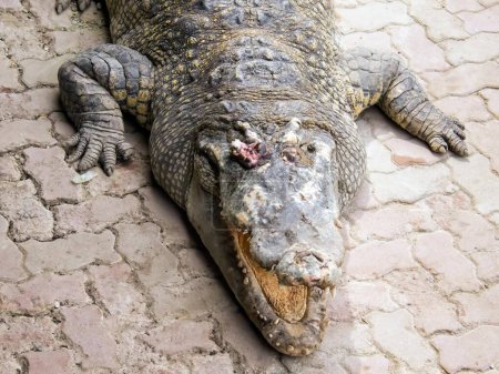a photography of a large alligator laying on a stone floor.