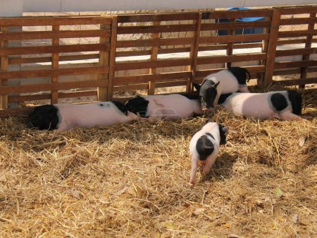 eine Fotografie einer Gruppe Schweine in einem Stall, die Heu fressen.