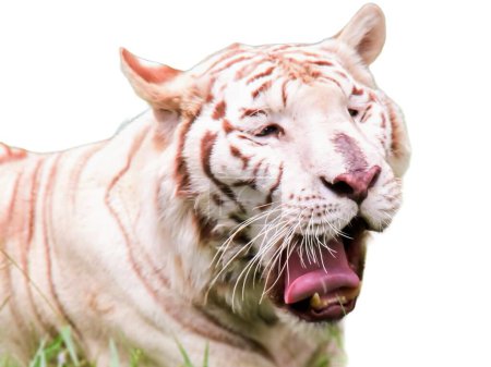 Téléchargez les photos : Une photographie d'un tigre blanc avec la bouche ouverte et la langue sortie. - en image libre de droit