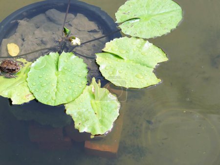 eine Fotografie eines Frosches, der auf einem Blatt in einem Teich sitzt.