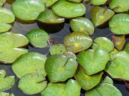 eine Fotografie eines Frosches, der auf einem mit Blättern bedeckten Teich sitzt.