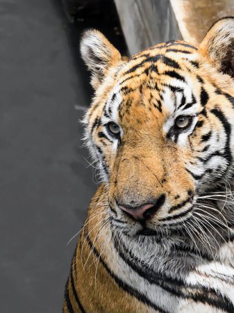 eine Fotografie eines Tigers, der mit verschwommenem Hintergrund in die Kamera starrt.