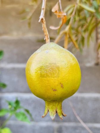 Foto de Una fotografía de una granada colgada de un árbol en una rama. - Imagen libre de derechos