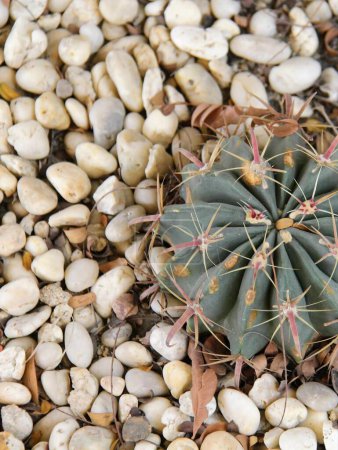 une photographie d'une plante de cactus avec de longues aiguilles sur un lit de rochers.
