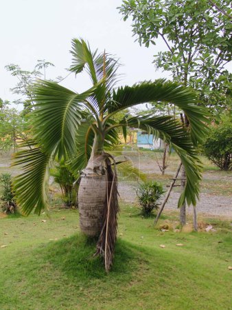 a photography of a palm tree with a large pot on it.