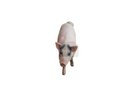 a photography of a pig standing on a white surface.