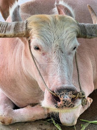 eine Fotografie einer Kuh mit einem langen Horn, das sich legt.