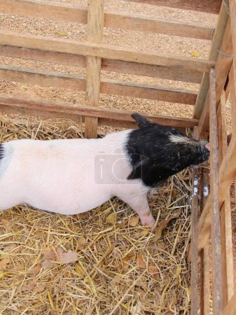 a photography of a pig in a pen with hay and straw.