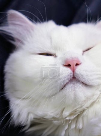 Téléchargez les photos : Une photographie d'un chat blanc avec un nez et des yeux roses. - en image libre de droit