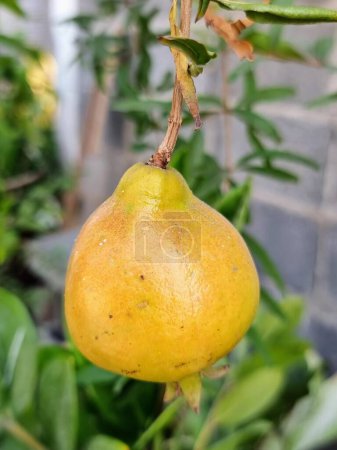 Foto de Una fotografía de una fruta amarilla colgando de un árbol en un jardín. - Imagen libre de derechos