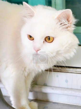 Téléchargez les photos : Une photographie d'un chat blanc debout sur un rebord de fenêtre. - en image libre de droit
