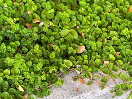 Foto de Una fotografía de un parche de plantas verdes creciendo en una roca. - Imagen libre de derechos