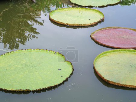 a photography of a pond with a lot of water lillies in it.