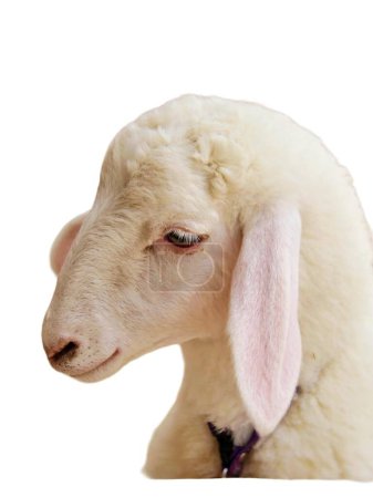 eine Fotografie eines Schafes mit Halsband und Halsband um den Hals.