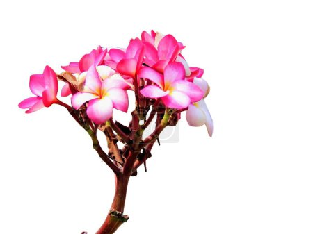 eine Fotografie einer rosa Blume mit weißen Blütenblättern auf einem Stiel.
