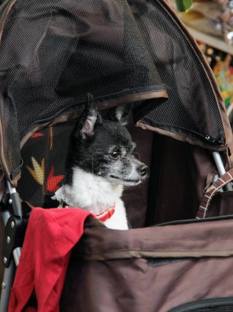 a photography of a dog in a stroller with a red scarf.