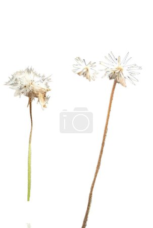 eine Fotografie von zwei weißen Blüten mit einem einzigen Stiel.