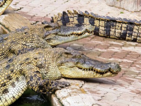 eine Fotografie von zwei Krokodilen liegt auf dem Boden.