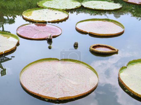a photography of a pond with a lot of water lillies in it.