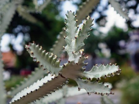 una fotografía de una planta de cactus con muchas hojas.