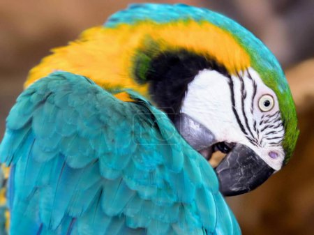 eine Fotografie eines Papageis mit blauen und gelben Federn.