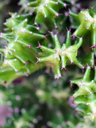 a photography of a close up of a cactus plant with many small leaves.