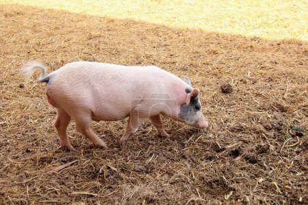 eine Fotografie eines Schweins, das auf einem Feld aus Heu steht.