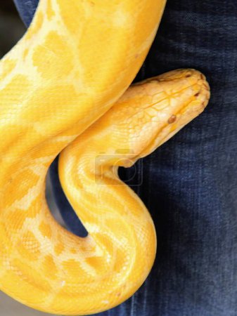 a photography of a yellow snake wrapped around a persons leg.