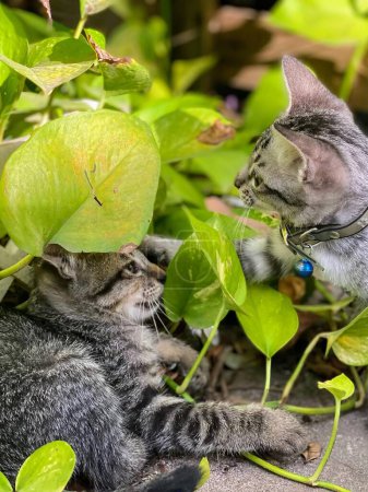 Téléchargez les photos : Une photographie d'un chat et d'un chaton jouant dans l'herbe. - en image libre de droit