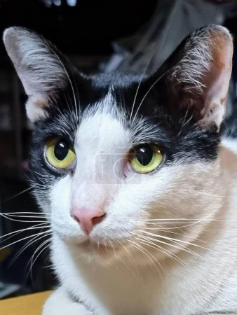 Téléchargez les photos : Une photographie d'un chat noir et blanc aux yeux jaunes. - en image libre de droit