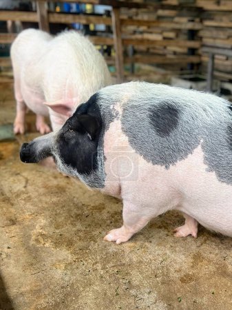 eine Fotografie von zwei Schweinen in einem Stall mit einem Zaun im Hintergrund.