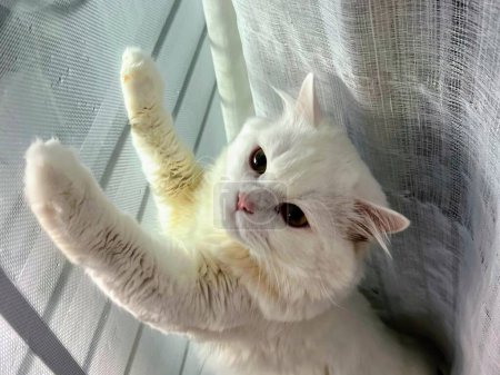 une photographie d'un chat blanc atteignant une fenêtre.
