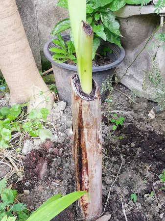 eine Fotografie einer Pflanze mit einem sehr langen Stiel im Topf.