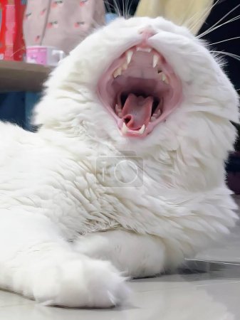 a photography of a white cat yawning on a counter.