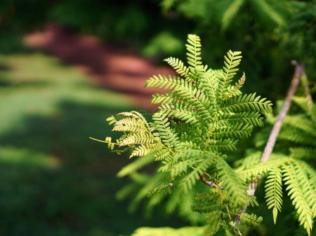 une photographie d'une plante verte avec un fond flou.