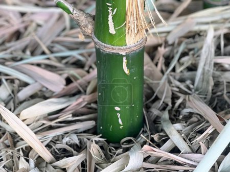 a photography of a green bamboo stalk with a straw sticking out of it.
